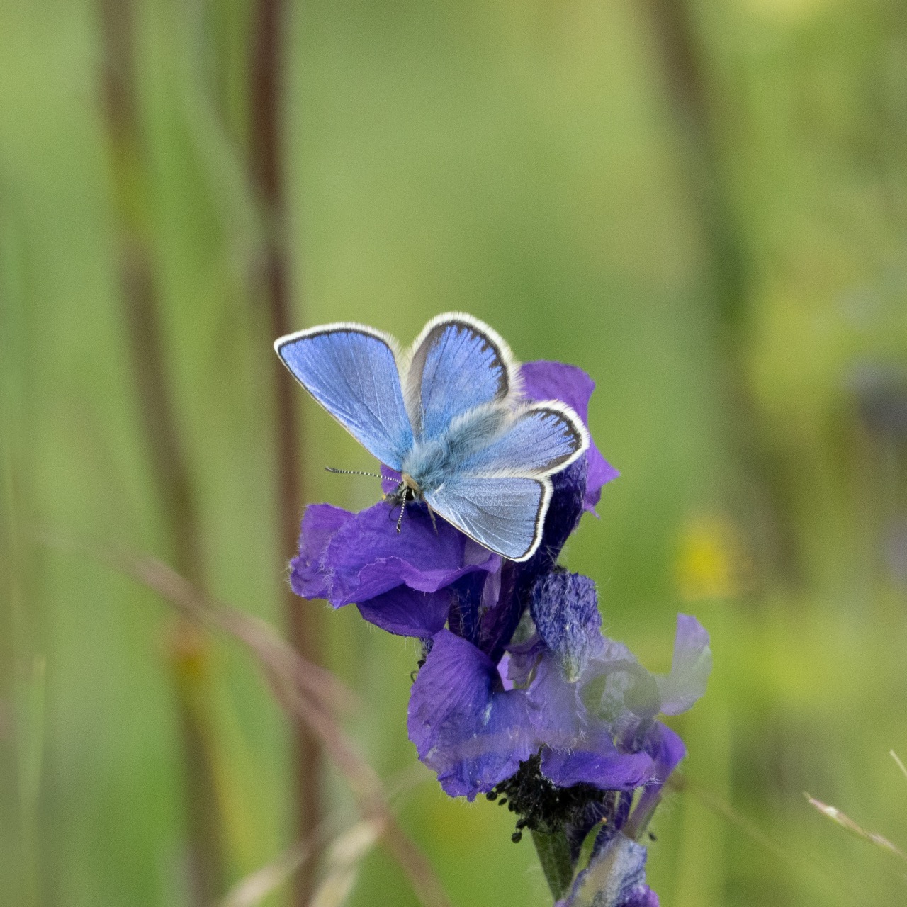 Macro of a blue butterfly resting on a purple alpine flower in Qinghai.
