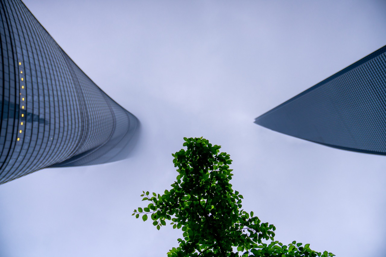 Bare branch framed between foggy Shanghai towers.