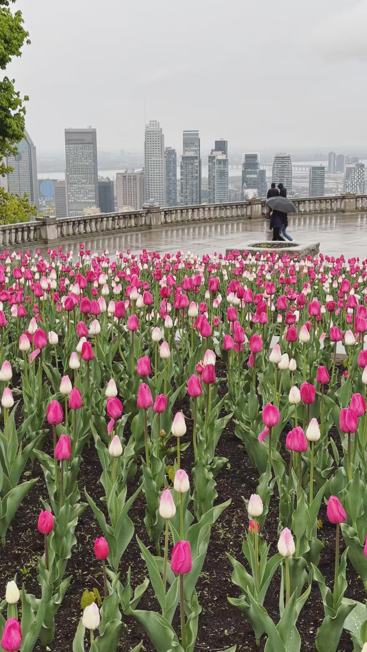 Pink tulip field leading to Kondiaronk Belvedere overlooking downtown Montréal.